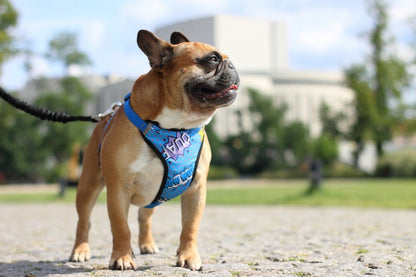 Pressure Free Harness – Blue Graffiti